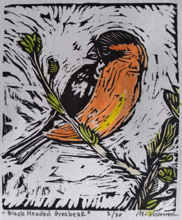 Black Headed Grosbeak