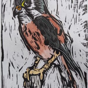Kestrel