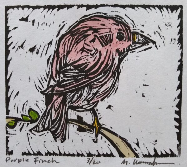Purple Finch