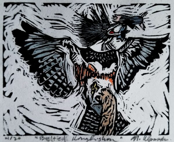 Belted Kingfisher