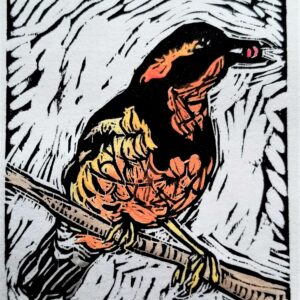 Varied Thrush