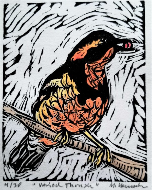 Varied Thrush